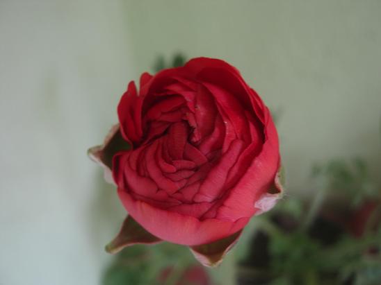 Name:  krmz erengl.JPG
Views: 1819
Size:  28.9 KB