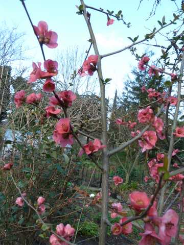 Name:  Bahe 12 Nisan 2011 005.JPG
Views: 1083
Size:  46.0 KB