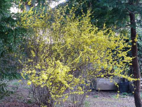Name:  Bahe 12 Nisan 2011 015.JPG
Views: 1083
Size:  63.8 KB