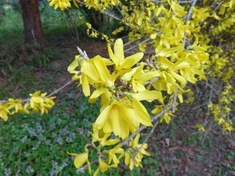 Name:  Bahe 12 Nisan 2011 016.JPG
Views: 1033
Size:  48.9 KB