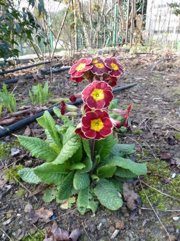Name:  Bahe 12 Nisan 2011 004.JPG
Views: 900
Size:  53.6 KB