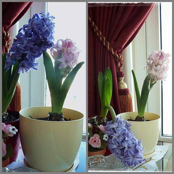 Name:  pkz.jpg
Views: 1345
Size:  56.1 KB