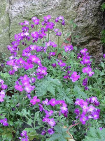 Name:  Aubrieta.Deltoidea.JPG
Views: 1035
Size:  56.8 KB
