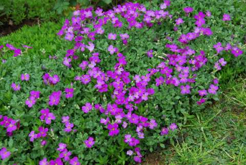 Name:  Bahe 16 Nisan 2011 028.JPG
Views: 1032
Size:  48.8 KB