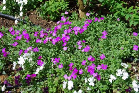 Name:  Bahe 16 Nisan 2011 029.JPG
Views: 850
Size:  55.7 KB