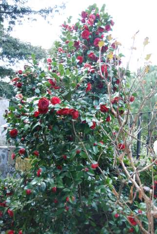 Name:  Bahe 16 Nisan 2011 014.JPG
Views: 822
Size:  50.2 KB