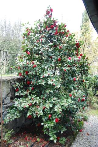 Name:  Bahe 16 Nisan 2011 015.JPG
Views: 876
Size:  51.7 KB