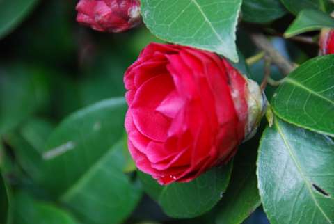 Name:  Bahe 16 Nisan 2011 023.JPG
Views: 839
Size:  27.5 KB