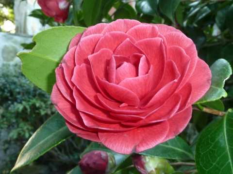 Name:  Bahe 12 Nisan 2011 021.JPG
Views: 901
Size:  41.1 KB