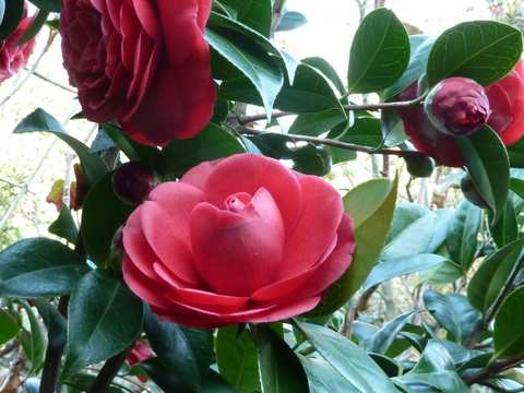 Name:  Bahe 12 Nisan 2011 023.JPG
Views: 940
Size:  46.7 KB