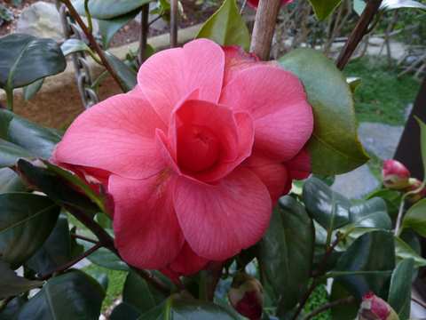 Name:  Bahe 12 Nisan 2011 032.JPG
Views: 798
Size:  39.9 KB