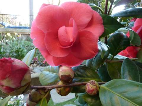 Name:  Bahe 12 Nisan 2011 033.JPG
Views: 851
Size:  41.0 KB