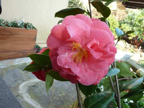 Name:  Bahe 12 Nisan 2011 034.JPG
Views: 812
Size:  42.2 KB