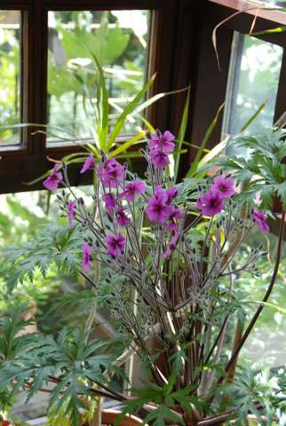 Name:  Bahe 16 Nisan 2011 032.JPG
Views: 1426
Size:  46.6 KB