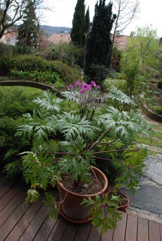 Name:  Bahe 16 Nisan 2011 001.JPG
Views: 1433
Size:  43.5 KB