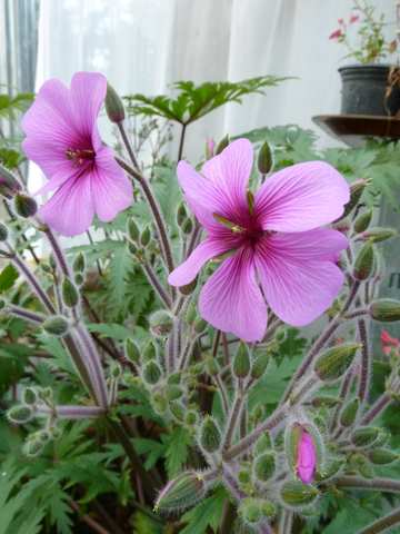 Name:  Bahe 12 Nisan 2011 008.JPG
Views: 1488
Size:  37.3 KB