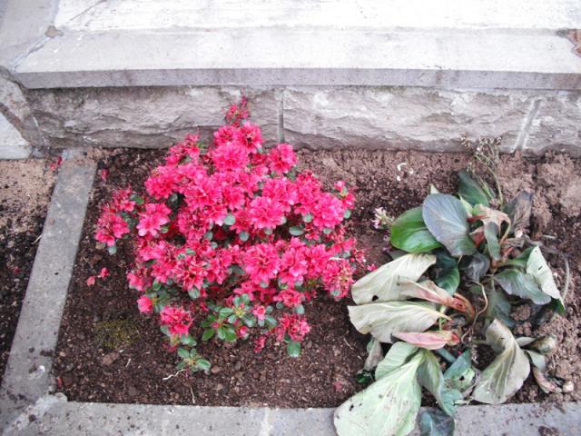 Name:  DSCF2095.jpg
Views: 1139
Size:  69.5 KB