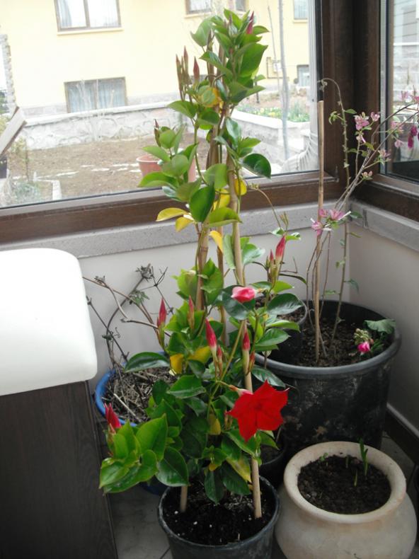 Name:  DSCF2068.jpg
Views: 996
Size:  65.1 KB