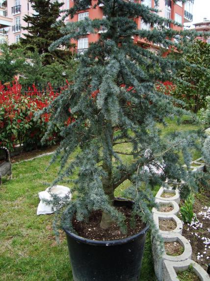 Name:  Eser lhan Bahe 1.jpg
Views: 1311
Size:  72.6 KB