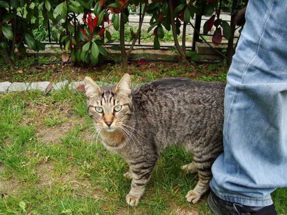 Name:  Eser lhan Bahe 10.jpg
Views: 1232
Size:  70.4 KB
