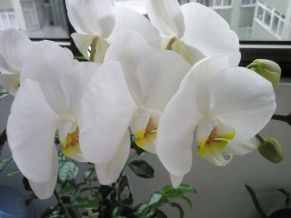 Name:  P4180212 (600 x 450).jpg
Views: 963
Size:  42.4 KB