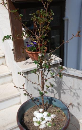Name:  DSC_0409.jpg
Views: 1464
Size:  31.3 KB