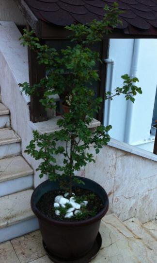 Name:  IMG_0333.jpg
Views: 1454
Size:  27.7 KB