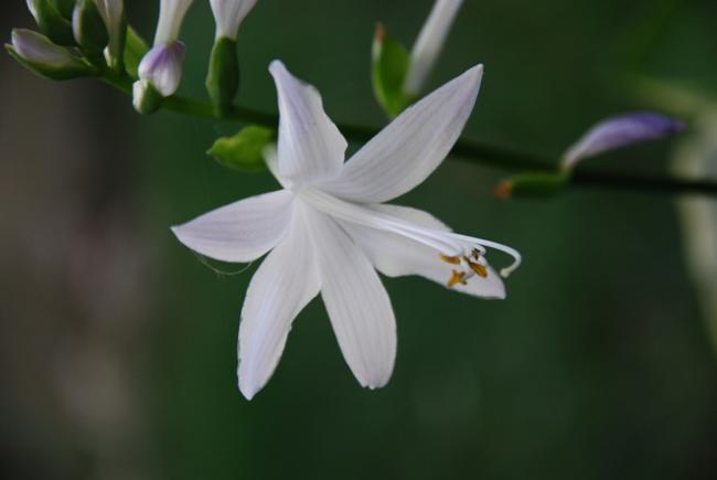 Name:  DSC_0297.jpg
Views: 1518
Size:  17.6 KB