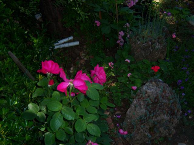 Name:  100_0950.jpg
Views: 1755
Size:  47.0 KB