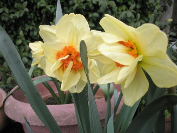 Name:  P4200227 (600 x 450).jpg
Views: 942
Size:  57.3 KB