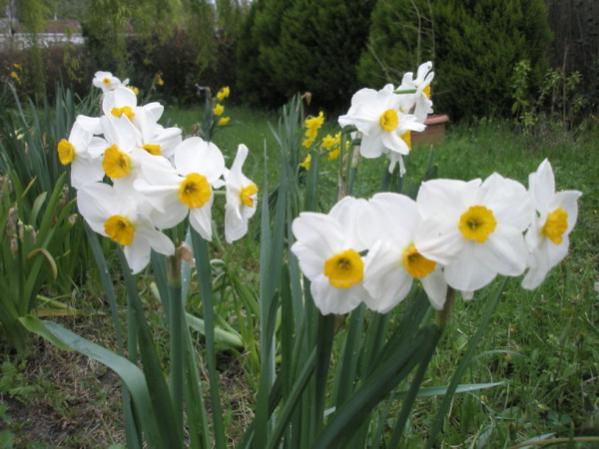 Name:  P4200240 (600 x 450).jpg
Views: 919
Size:  44.5 KB