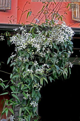 Name: armandii_2.JPG
Views: 1212
Size: 69.2 KB