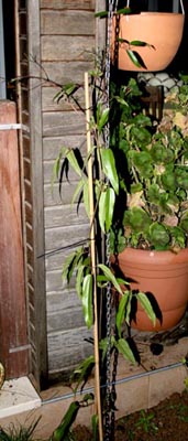 Name:  armandii3.JPG
Views: 1132
Size:  49.9 KB