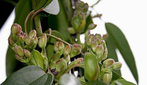 Name:  armandii4.JPG
Views: 510
Size:  50.8 KB