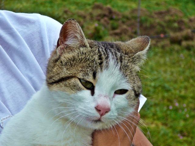 Name:  kedi.jpg
Views: 1036
Size:  46.3 KB