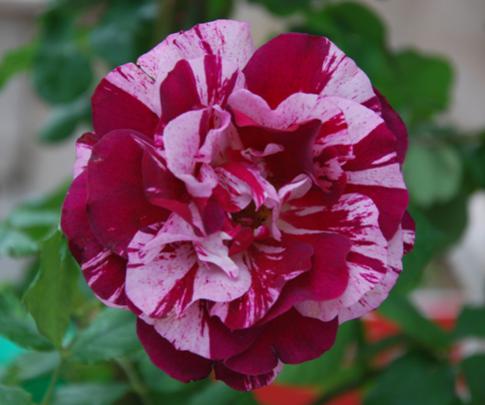 Name:  DSC_0239.jpg
Views: 1599
Size:  27.0 KB