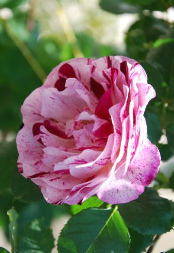 Name:  DSC_0223.jpg
Views: 1180
Size:  26.3 KB