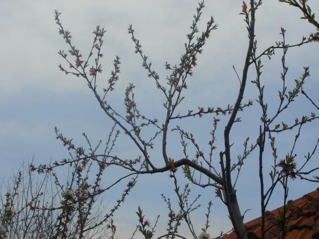Name:  DSC03529.jpg
Views: 779
Size:  52.9 KB
