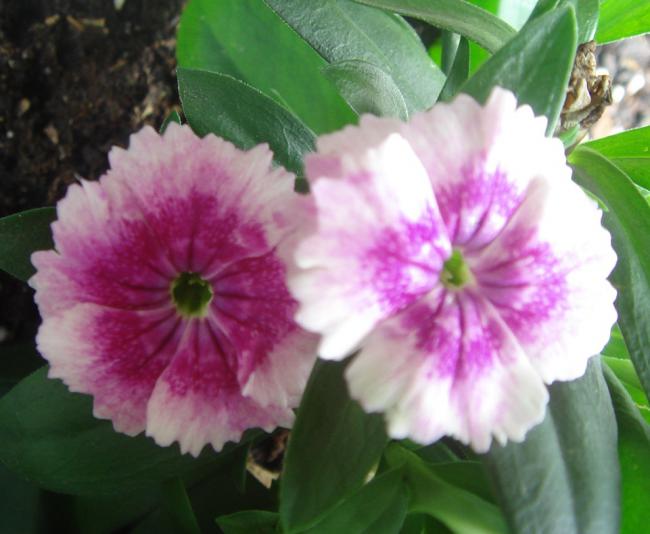 Name:  DSC03592.jpg
Views: 748
Size:  40.7 KB