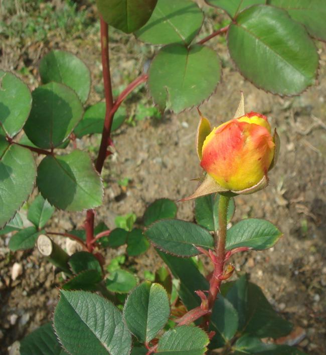 Name:  DSC03631.jpg
Views: 706
Size:  62.6 KB