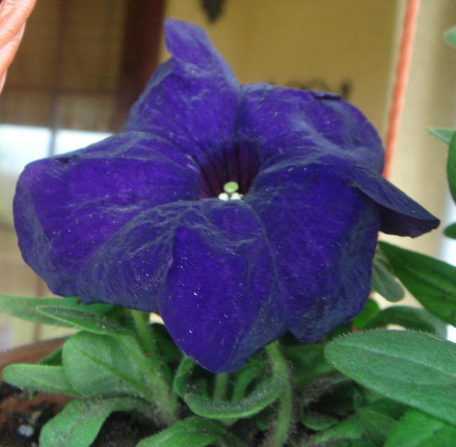 Name:  DSC03702.jpg
Views: 712
Size:  43.1 KB