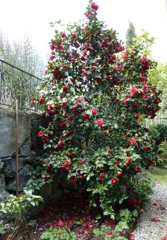 Name:  Bahe 23 nisan 2011 036.JPG
Views: 1427
Size:  49.0 KB