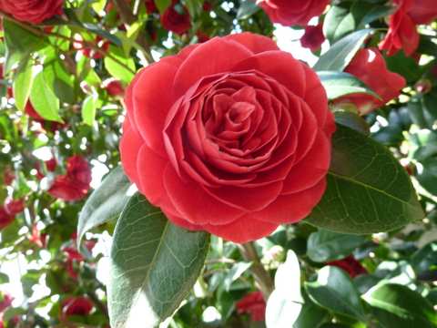 Name:  Bahe 23 nisan 2011 040.JPG
Views: 1586
Size:  48.9 KB