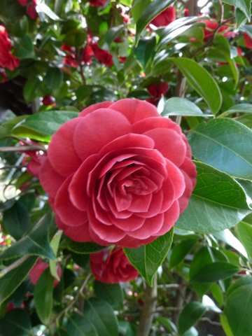 Name:  Bahe 23 nisan 2011 042.JPG
Views: 1325
Size:  37.0 KB