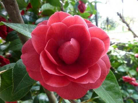 Name:  Bahe 23 nisan 2011 043.JPG
Views: 1335
Size:  38.2 KB