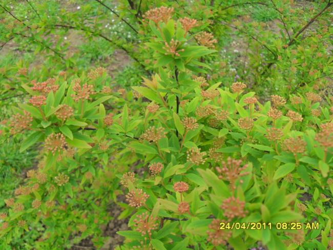 Name:  023.jpg
Views: 592
Size:  66.3 KB