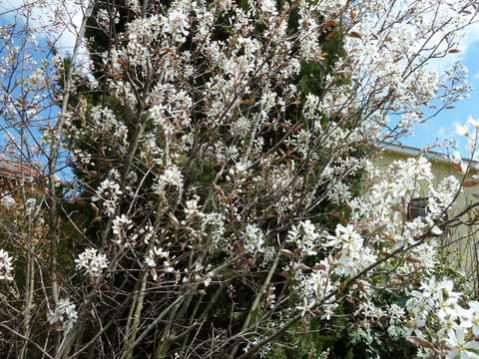 Name:  Bahe 23 nisan 2011 026.jpg
Views: 1070
Size:  56.7 KB