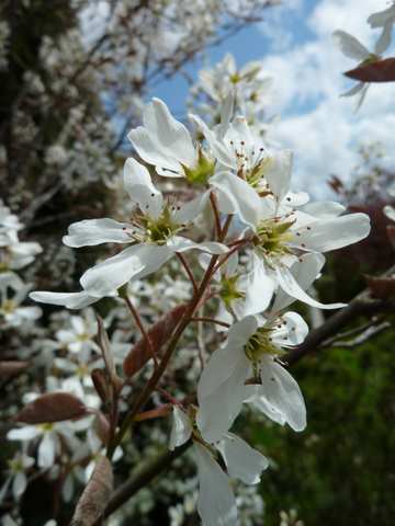 Name:  Bahe 23 nisan 2011 028.JPG
Views: 1066
Size:  34.9 KB