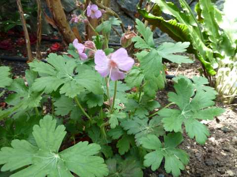 Name:  Bahe 23 nisan 2011 044.JPG
Views: 1633
Size:  49.2 KB