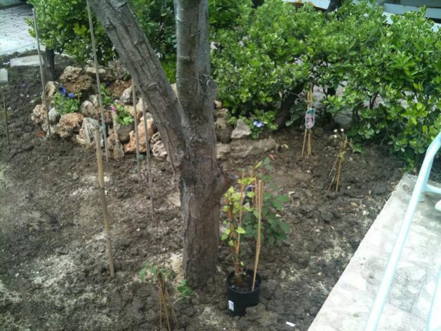 Name:  IMG_0971.jpg
Views: 1492
Size:  69.3 KB
